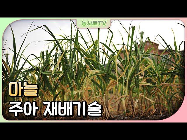 [농업기술동영상] 마늘 주아 재배기술