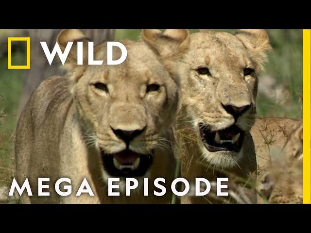 Win or Die: Savage Kingdom MEGA EPISODE | Season 1 | Nat Geo Wild