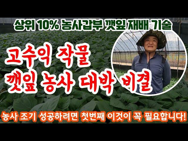 농사갑부 상위10% 깻잎재배 조기 성공하는 방법?