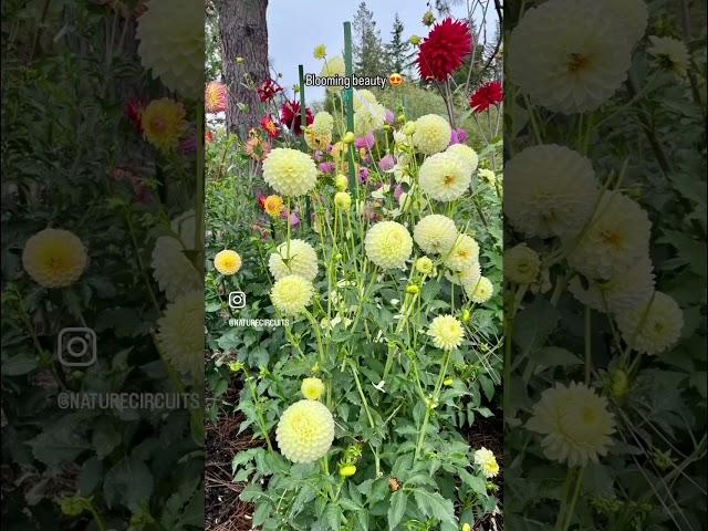 Bellevue Botanical Garden, WA