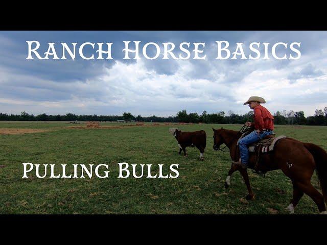 Ranch Horse Basics  Pulling Bulls