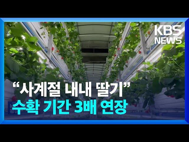 1년 내내 딸기를…수확기간 3배 연장 성공 / KBS  2024.07.08.