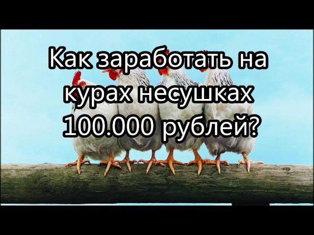 Как заработать на курах несушках 100 000 рублей?  Бизнес план