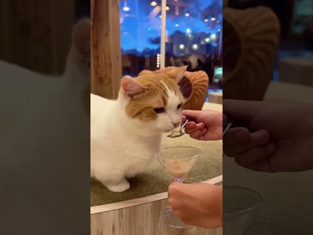  Cat Cafés in Japan: Coffee, Cuddles, & Rescue Cats!  #japanesefood #japanexperience #matcha