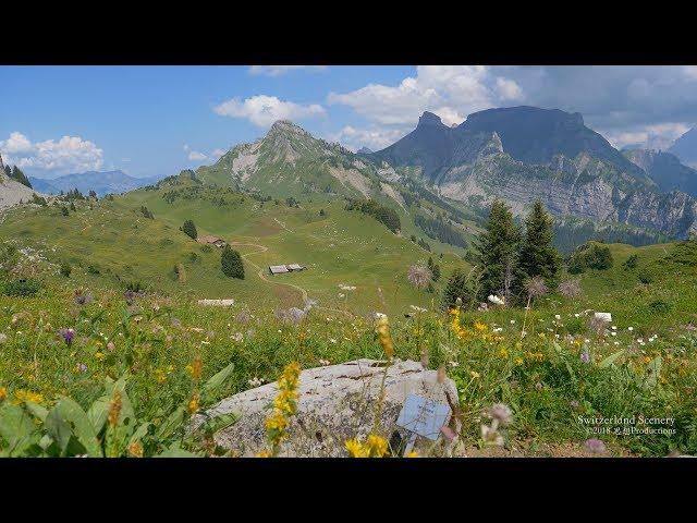 4K Alpengarten Schynige Platte Berner Oberland SWITZERLAND アルプス山脈