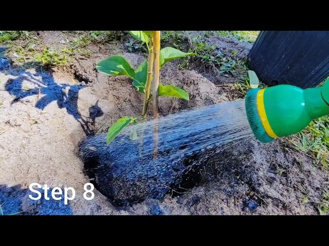 How I Plant My Fruit Trees