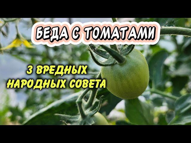 3 народных совета, с которыми потеряете урожай томатов