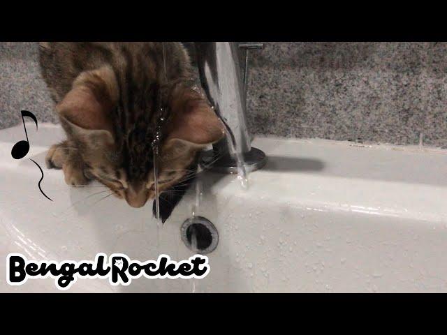 ベンガルの子猫が初めての水遊びで大はしゃぎ！！【ベンガルロケット】