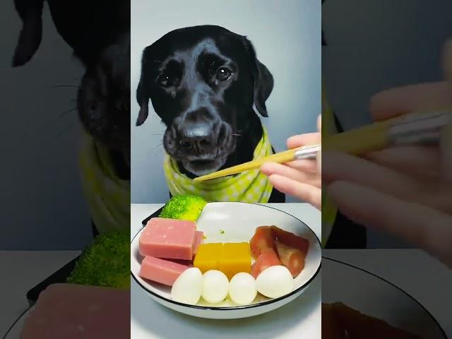 Black dog eating food