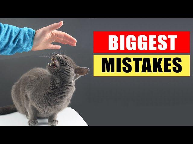 20 Common Mistakes Cat Owners Make