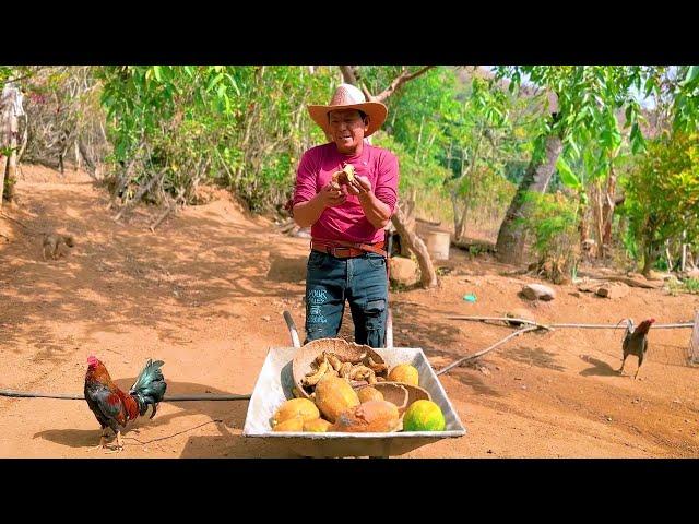 Esto les doy de comer a mis gallinas finqueras todos los días