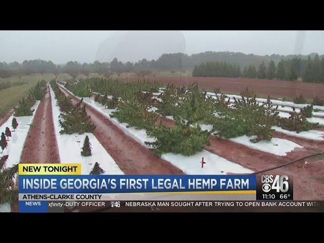 Inside Georgia's first legal hemp farm