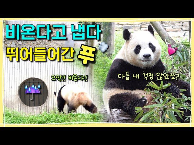 [ep.277] 비 온다고 냅다 뚱땅뚱땅 뛰어들어간 기특한 푸바오️ 대뜸 잠에서 깨더니..푸바오가 보여준 감격적인 순간!!!! 짹짹이들에게 화가 난 원조 꽁칫푸야