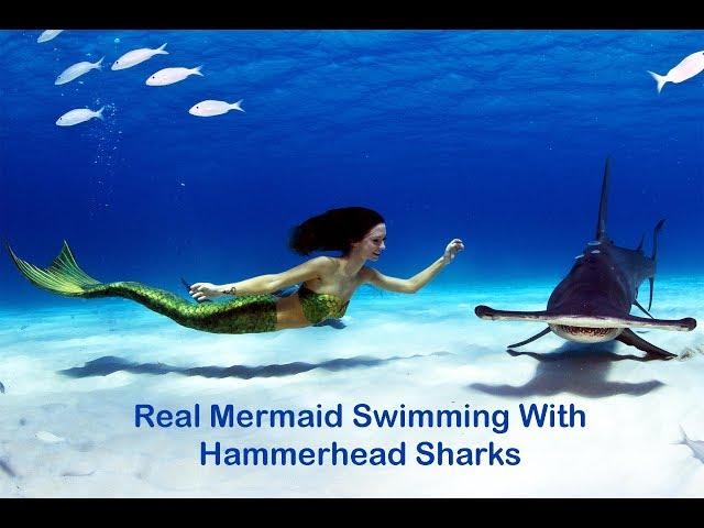 Professional Mermaid swimming with Hammerhead Sharks