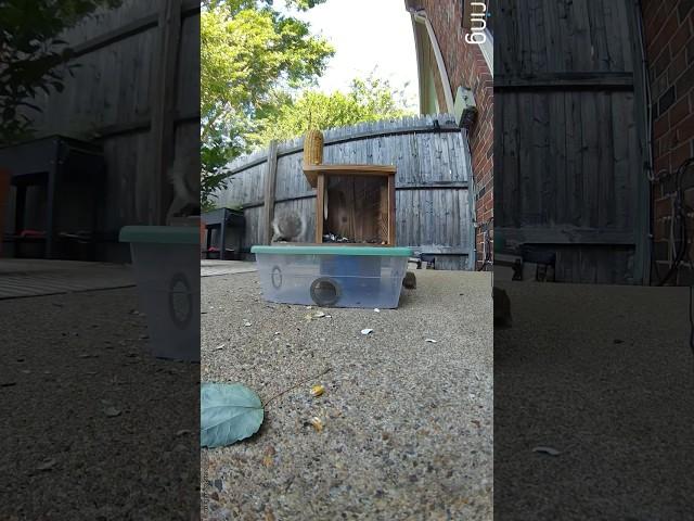 [2K] Brave chipmunk scares away greedy squirrel!  #squirrel  #eatingnuts #chipmunk  #wildlife #cute