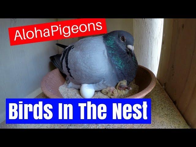 Homing Racing Pigeons 2018 Birds In The Nest!!!