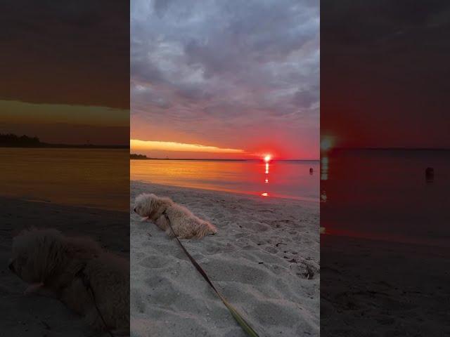 Highlight  from Beautiful  Morning Sky Tedi The Dog With Passport to Travel is live!