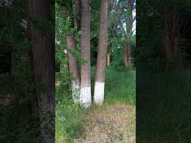#Когда_Очень_Хочется#И_Такое_Возможно#Ореховодство#Зеленая_Энергетика#БиомимикриЯ_Наука_Внедрение