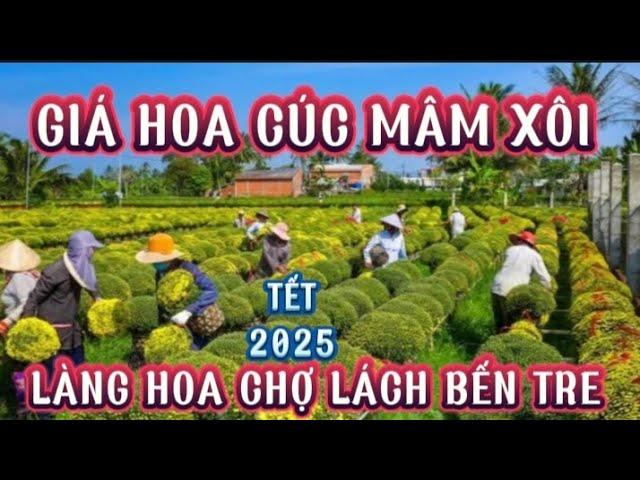 CHIA SẺ CẬP NHẬT GIÁ HOA CÚC MÂM XÔI TẾT 2025 LÀNG HOA CHỢ LÁCH BẾN TRE#caubamientaytv