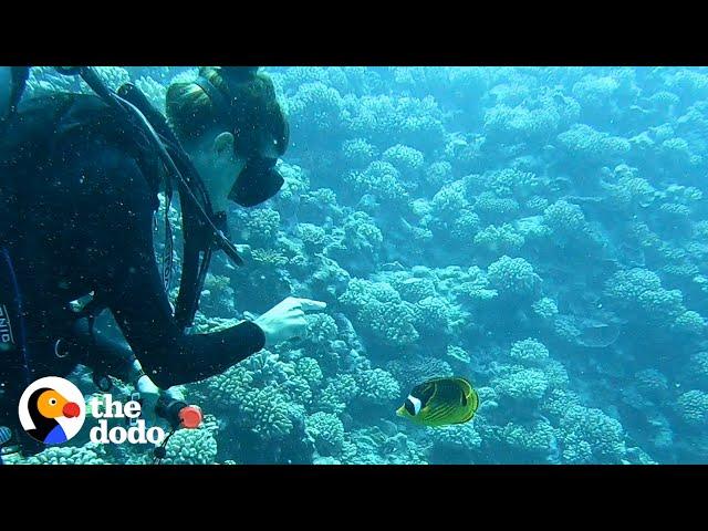 Fish Loves To Greet His Favorite Diver And Bring Her Gifts | The Dodo Soulmates