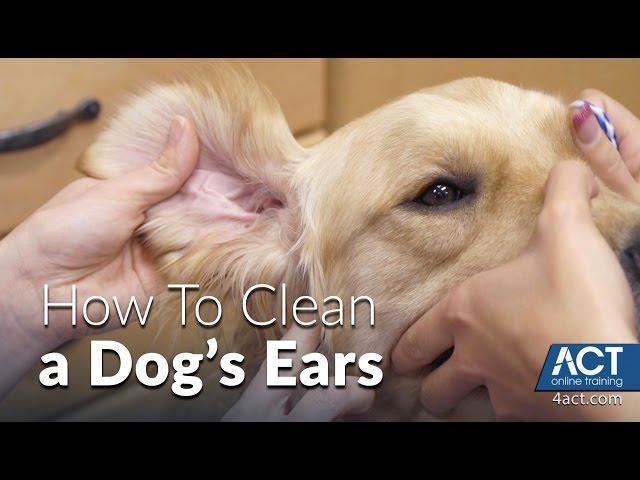 Cleaning A Dog's Ears - Veterinary Training