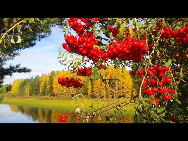 ОЙ КАЛИНА / Разбор на гармони