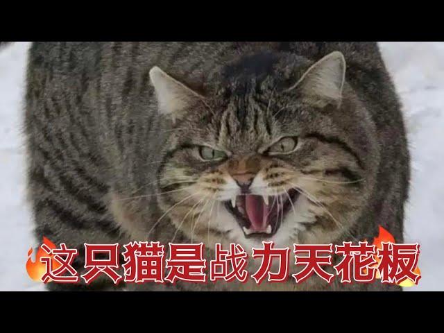 这只猫是战力天花板，你喜欢狸花猫？ #宠物 #猫 #萌宠 #狸花猫