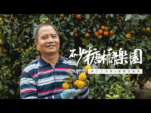 老欉砂糖橘｜產地直擊feat.南投老欉砂糖橘樂園｜一探柑橘香甜的秘密【奧丁丁市集】