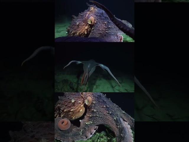 Swimming with a giant pacific octopus off Vancouver Island.