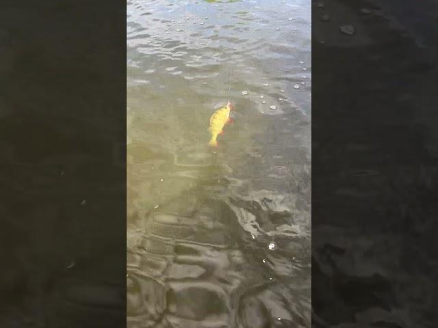 Refin on!