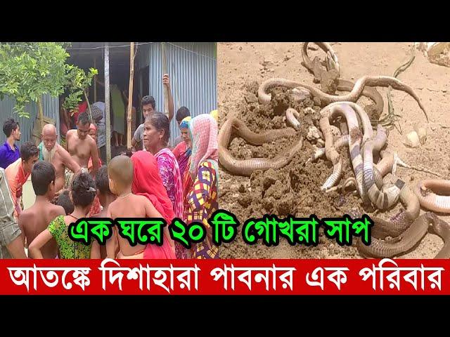 এক ঘরে ২০ টি গোখরা সাপ ধরা পরল | সাপ ধরার ভিডিও | সাপের আতঙ্কে দিশেহারা রাসেল ভাইপার Russell’s Viper