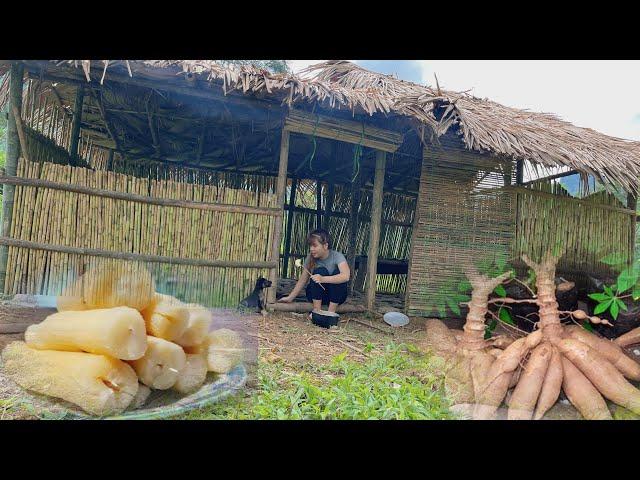 Making stone roads, renovating stone stoves, digging cassava and cooking with dogs- Lý Tiểu Vân