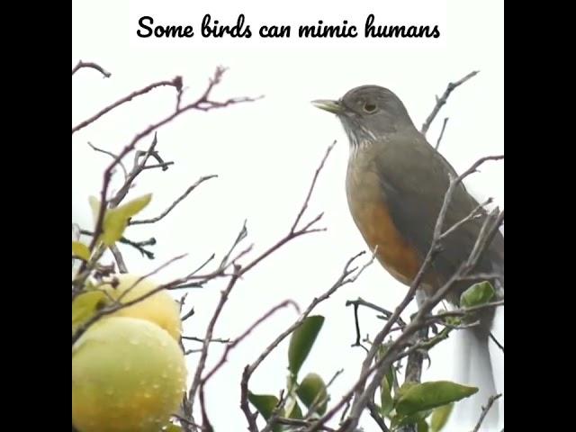 The bird is sitting on a lemon tree ll #shorts