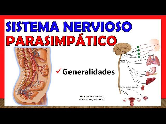  SISTEMA NERVIOSO PARASIMPÁTICO , Generalidades. ¡Explicación Sencilla!