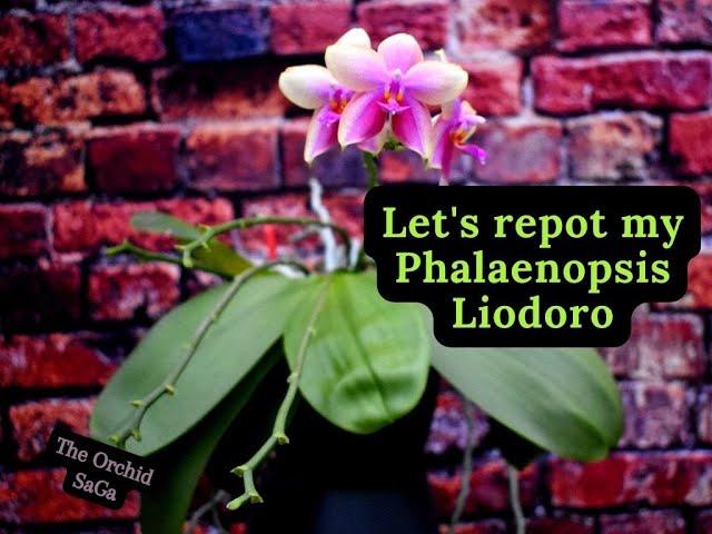 My Phalaenopsis Liodoro 'Sweet memory' needs uppotting!