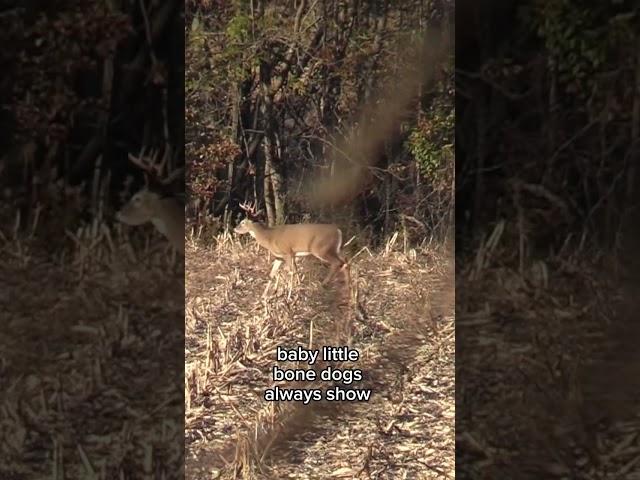 The Hunt for a 180 Inch Buck!