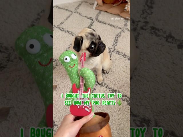 My PUG versus talking CACTUS  #pug #dog #funny