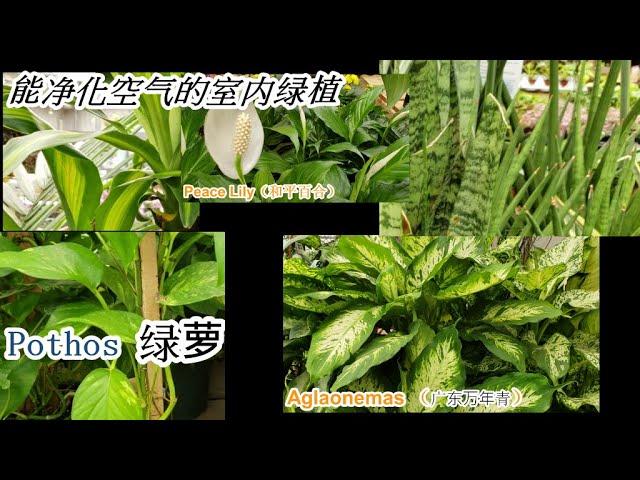 五种能净化空气的室内绿植 好养又美观  －Peace Lily 和平百合，Snake Plant 虎尾兰，Dracaena 龙血树，Aglaonemas 广东万年青 和 Pothos 绿萝