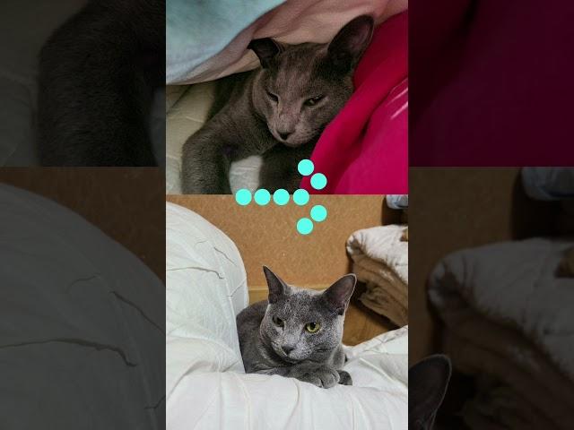 My Cat's Unexpected Character