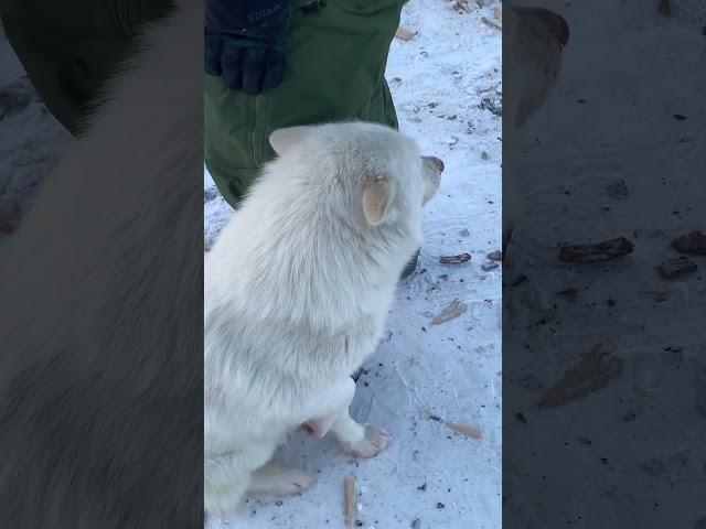Как собаки оленеводов греются на морозе в тундре