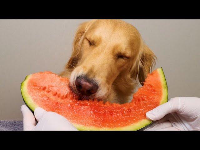 My Dog Watermelon MUKBANG ASMR / EATING SOUND