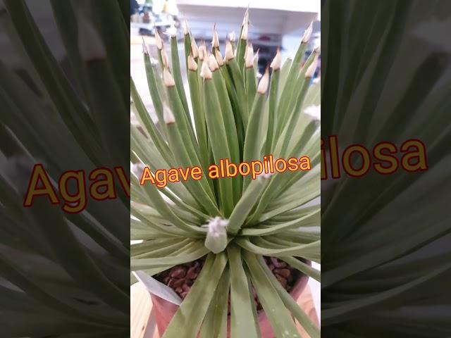 Agave albopilosa #shorts #ISOCS Show-2024 #Ural Orchid