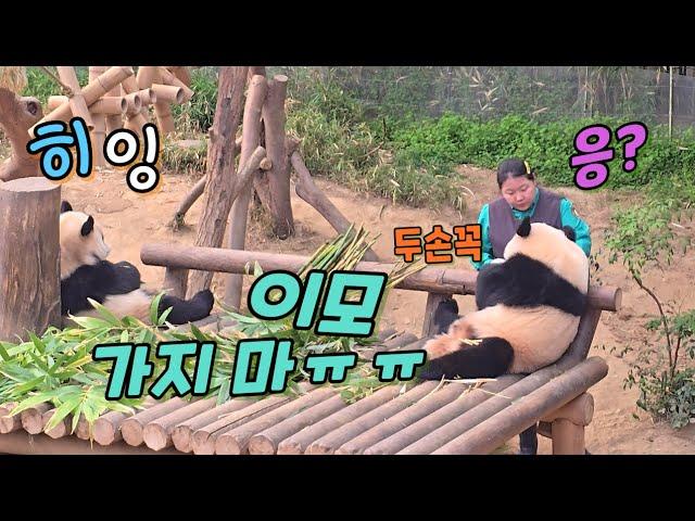 에버랜드 판다월드 들어가는 오바오 이모 필사적으로 잡으려는 루이바오! 바닥먹방에 심취한 후이바오! Baby Panda & Zookeeper