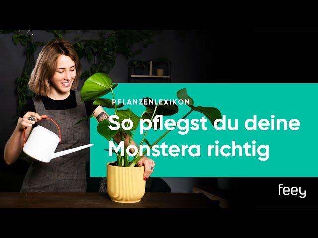 Monstera richtig pflegen – der komplette Guide | feey 