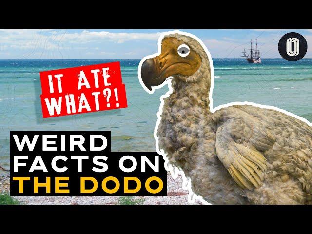 What Caused The Dodo Bird’s Extinction? And more!