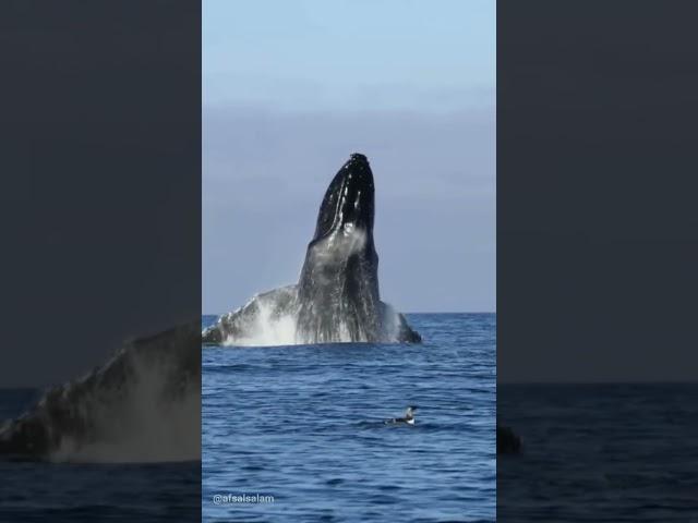 Angel Wings of #whale  #shorts #drone #photography #viral