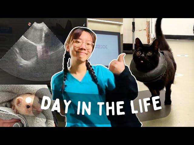 Day in the life of a vet: My last ever hospital shift?