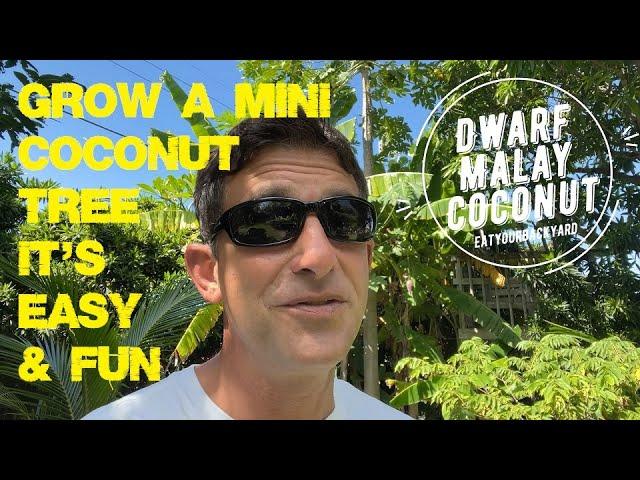 Why You Should Grow an AMAZING Dwarf Coconut Tree TODAY! @EatYourBackyard