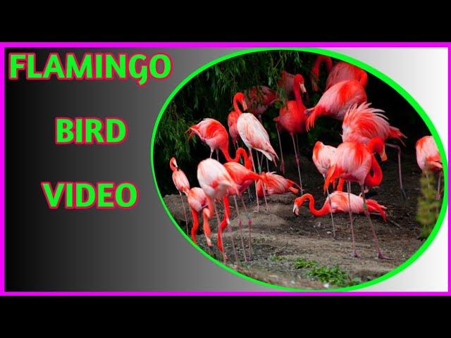 Flamingo bird | Flamingo bird video | Flamingo bird dance | Flamingo bird in hindi | parvez india