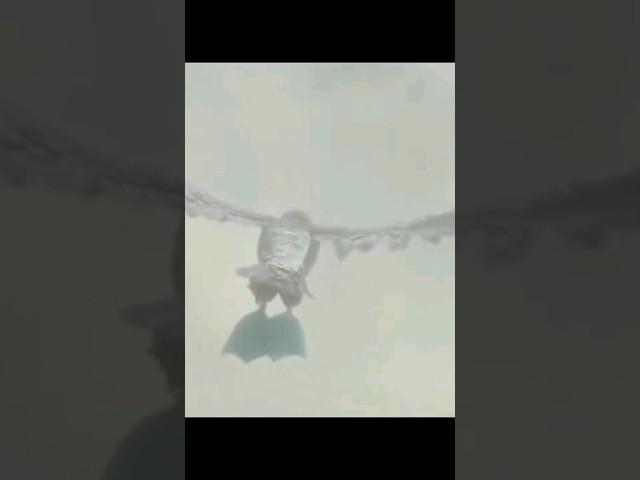 Ice Age: Continental Drift: Silas flying